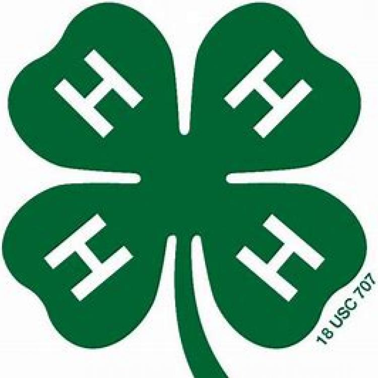  4-H Clover